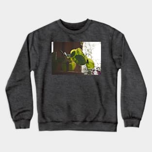 Plant Lover Pilea Plant Crewneck Sweatshirt